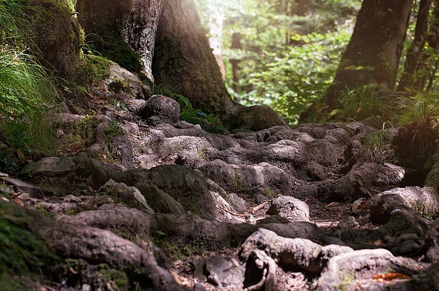 The Roots of Risk: A Brief History of Insurance